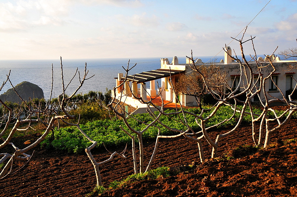 Capers farming, Farm in Pollara on the Island of Salina, Aeolian Islands, Sicily, Italy