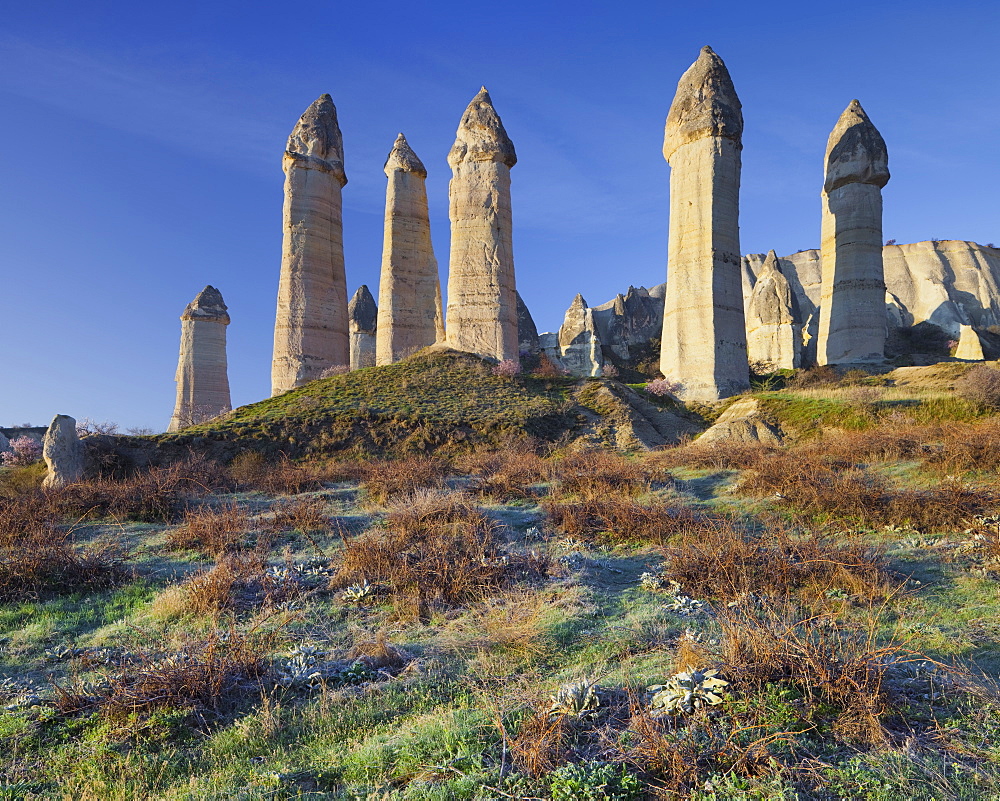 Vines and Fairy Chimney in the  Valley of love, Tufa erosion, Goereme National Park, UNESCO World Nature Site, Cappadocia, Anatolia, Turkey