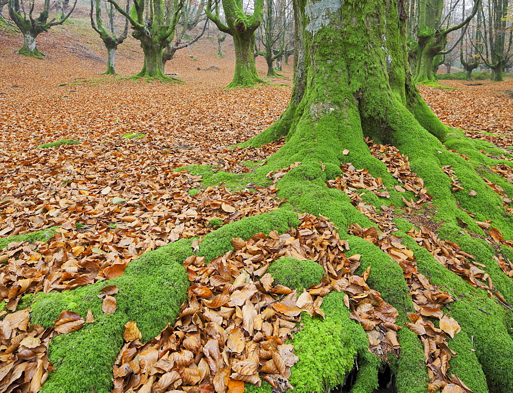 Beench forest, Gorbeia nature park, Basque Country, Spain