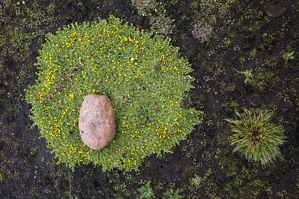 High altitude vegetation at Lauca National Park, near Arica, Tarapaca, Chile, South America