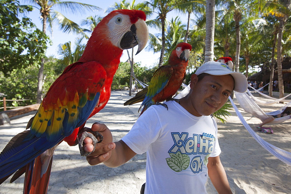 Man with Scarlet Macaw, Ara macao, parrots at Xel-Ha Water Park, Tulum, Riviera Maya, Quintana Roo, Mexico