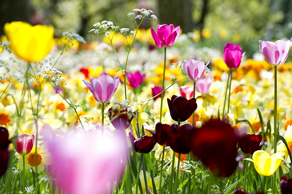 Flower meadow with tulips, Mainau Island, Lake Constance, Baden-Wuerttemberg, Germany, Europe