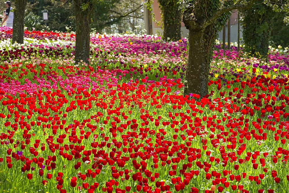 Flower meadow with tulips, Mainau Island, Lake Constance, Baden-Wuerttemberg, Germany, Europe