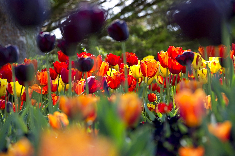 Flower meadow with tulips, Mainau Island, Lake Constance, Baden-Wuerttemberg, Germany, Europe