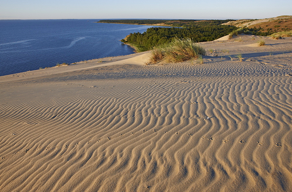 Ripples in the sand on a wandering dune, Curonian Lagoon North of Pervalka, Curonian Spit, Baltic Sea, Lithuania, Europe