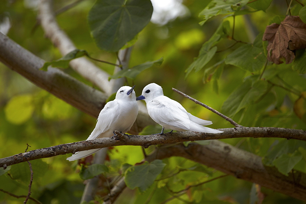 White Terns sitting on a branch, Curieuse Island, Seychelles, Indian Ocean