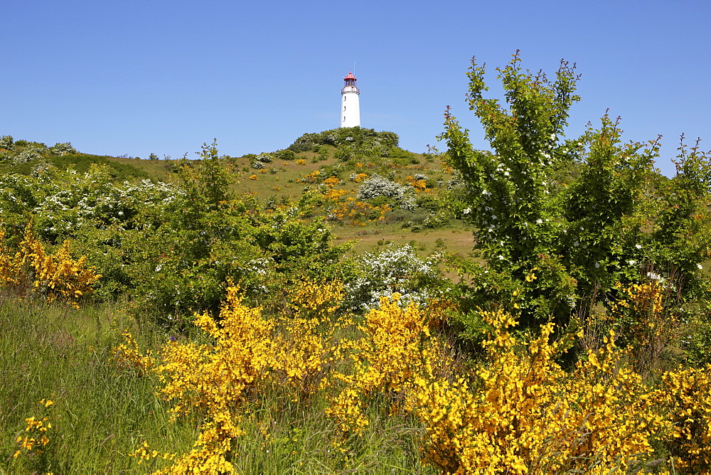 Blooming broom and lighthouse at Dornbusch, Hiddensee Island, Western Pomerania Lagoon Area National Park, Mecklenburg Western Pomerania, Germany, Europe