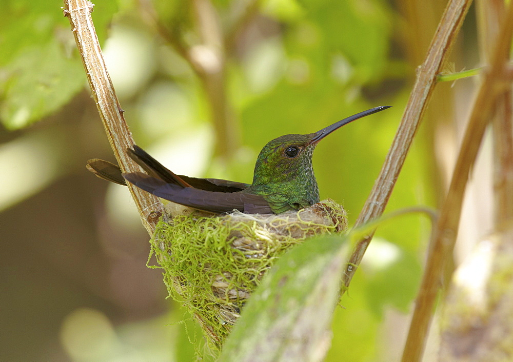 Breeding rufous tailed hummingbird in its nest, La Fortuna, Costa Rica, Central America, America