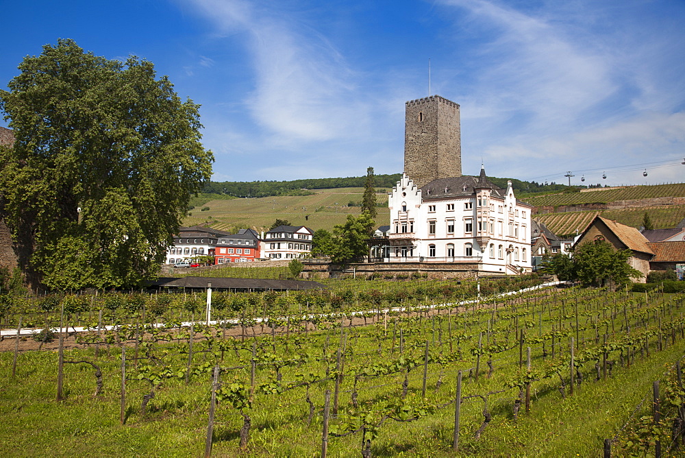 Carl Jung winery and gondola lift above vineyards, Rudesheim am Rhein, Hesse, Germany, Europe