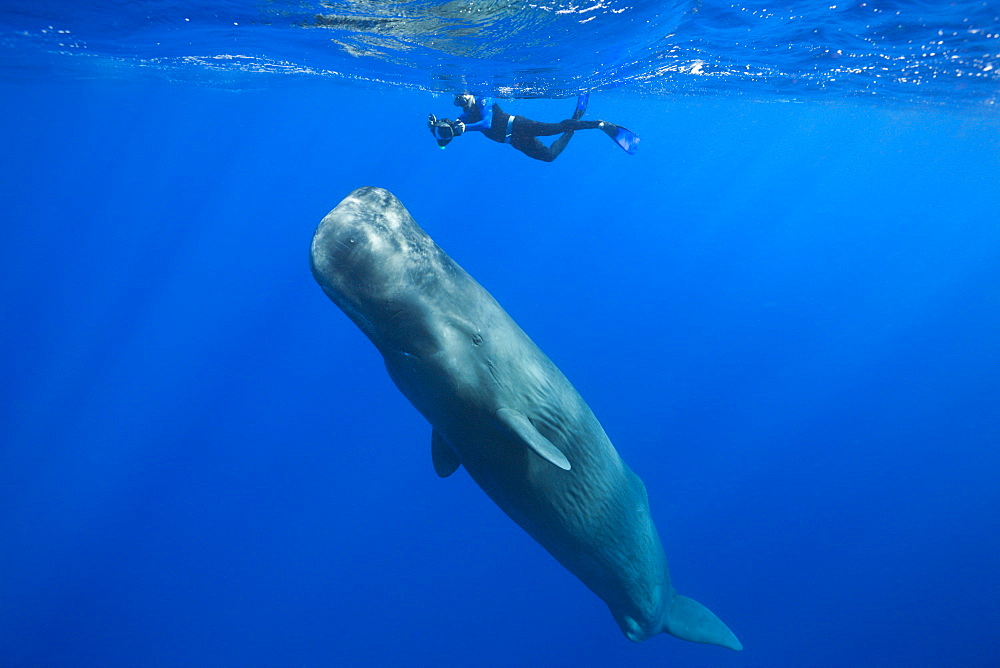 Sperm Whale and Skin diver, Physeter macrocephalus, Caribbean Sea, Dominica, Leeward Antilles, Lesser Antilles, Antilles, Carribean, West Indies, Central America, North America