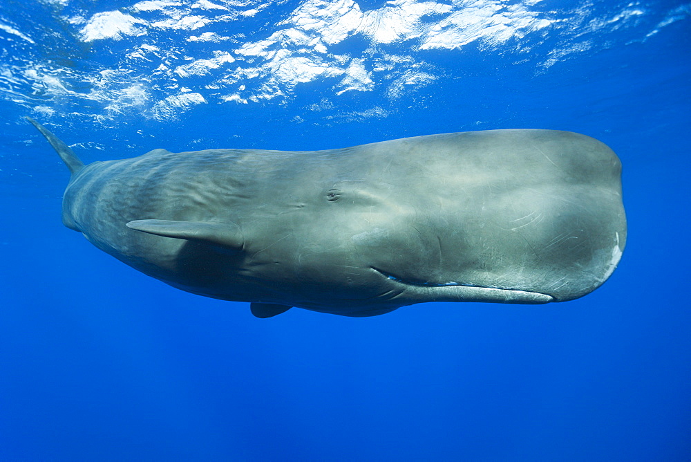 Sperm Whale, Physeter macrocephalus, Caribbean Sea, Dominica, Leeward Antilles, Lesser Antilles, Antilles, Carribean, West Indies, Central America, North America