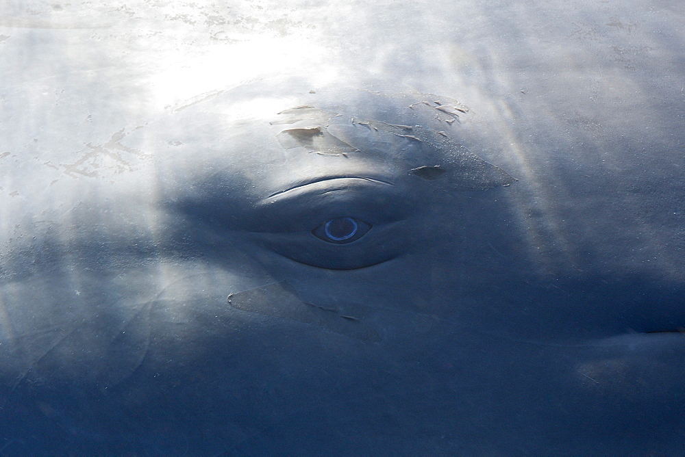 Sperm Whale Eye, Physeter macrocephalus, Caribbean Sea, Dominica, Leeward Antilles, Lesser Antilles, Antilles, Carribean, West Indies, Central America, North America