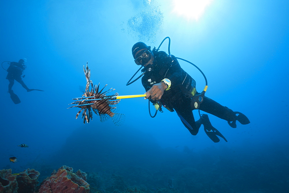 Invasive Lionfish speared by Diver, Pterois volitans, Caribbean Sea, Dominica, Leeward Antilles, Lesser Antilles, Antilles, Carribean, West Indies, Central America, North America