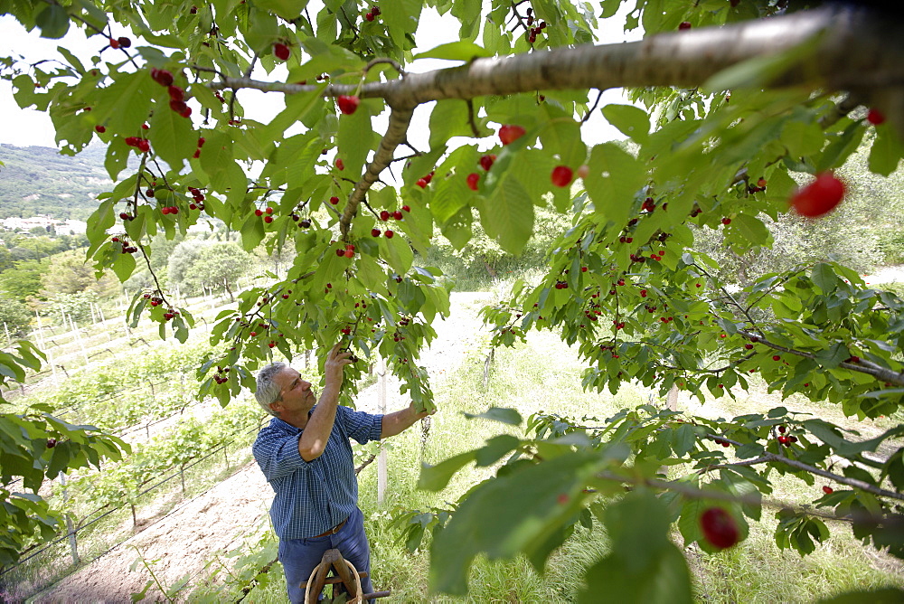 Cherry harvest, Agriturismo and vineyard Ca' Orologio, Venetia, Italy