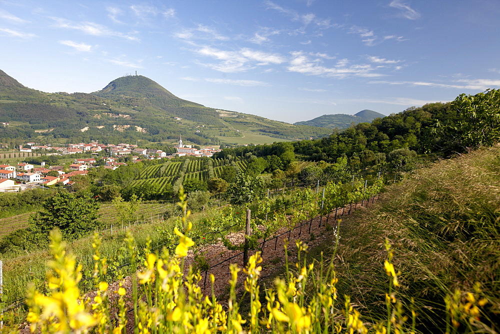 Vineyard behind blooming broom, view over to Baone, Agriturismo and vineyard Ca' Orologio, Venetia, Italy