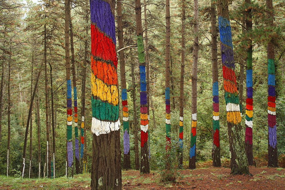 Painted trunks of trees, El bosque pintado de Oma, El bosque animado de Oma, arco iris dede el lado vertical, rainbow from the vertical side, Kortezubi, Guernica, natural reserve of Urdaibai, province of Bizkaia, Basque Country, Euskadi, Northern Spain, Spain, Europe