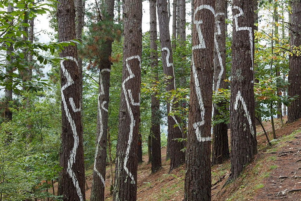 Painted trunks of trees, El bosque pintado de Oma, El bosque animado de Oma, Convivencia de las figuras y de las rayas del minimal, lcohabitation of the figures and minimal lines, Kortezubi, Guernica, natural reserve of Urdaibai, province of Bizkaia, Basque Country, Euskadi, Northern Spain, Spain, Europe