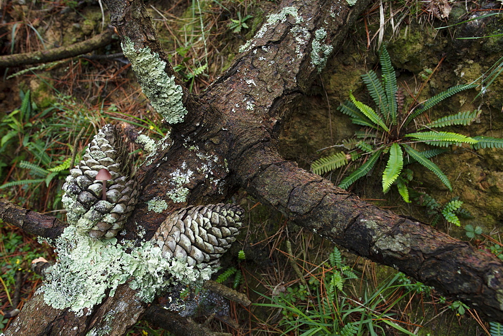 Branch with pine cones on the forest soil, El bosque animado de Oma, Kortezubi, Guernica, natural reserve of Urdaibai, province of Bizkaia, Basque Country, Euskadi, Northern Spain, Spain, Europe