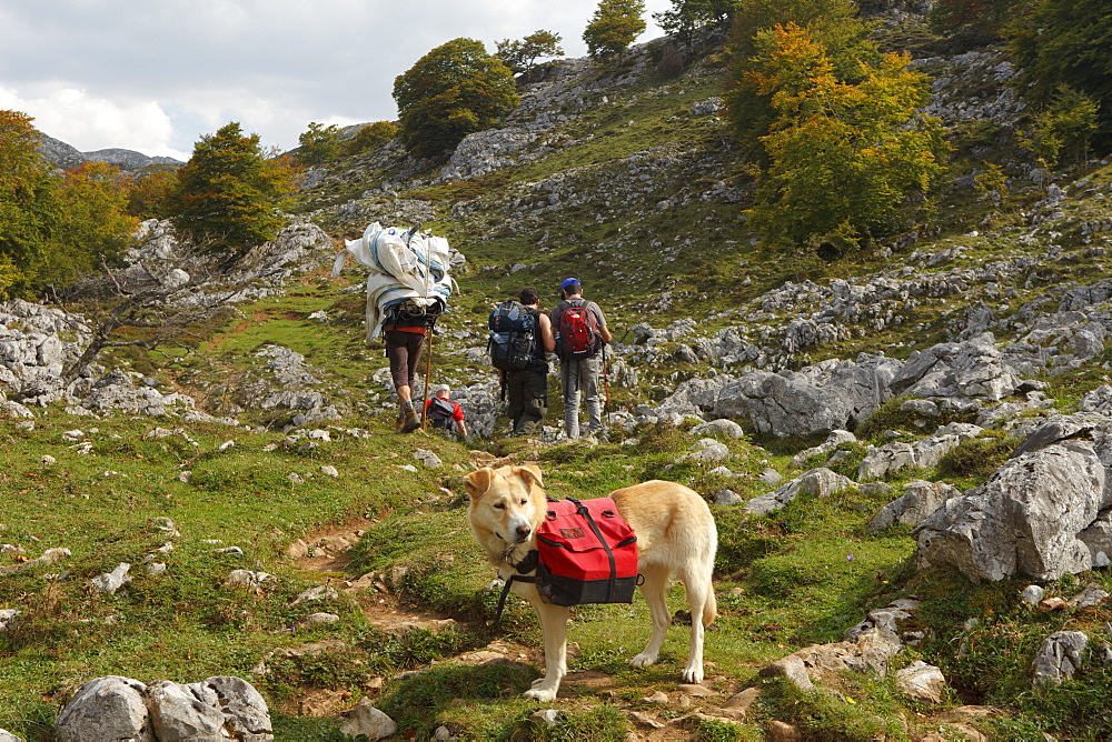 Hikers and dog of Ignacio, keeper of Refugio Vega de Ario, transport of supplies, western Picos de Europa, Parque Nacional de los Picos de Europa, Picos de Europa, Province of Asturias, Principality of Asturias, Northern Spain, Spain, Europe