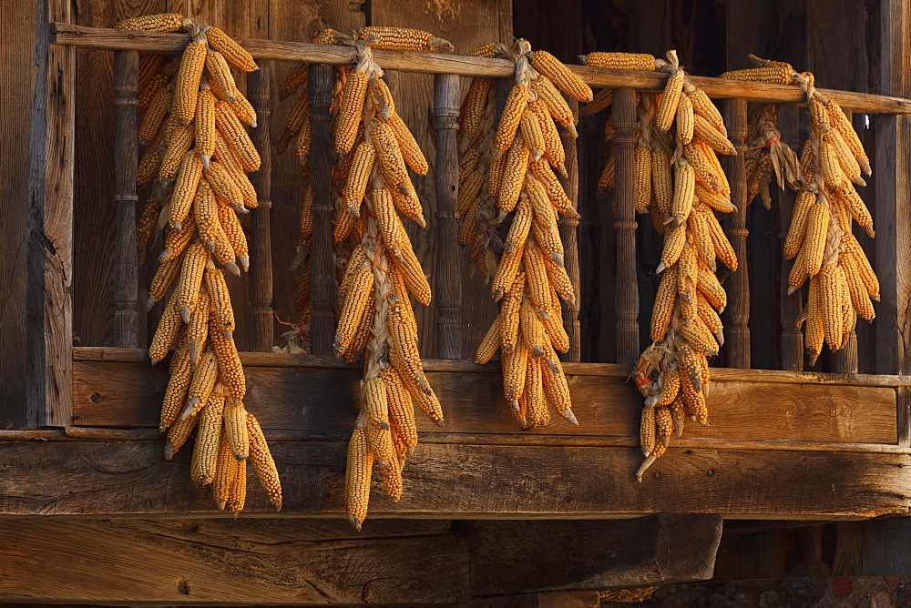 drying maize ears, Horreo, traditionel storehouse, granary, Torazo, near Infiesto, province of Asturias, Principality of Asturias, Northern Spain, Spain, Europe