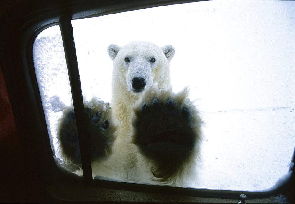 Polarbear at car window, Ursus maritimus, Churchill, Canada