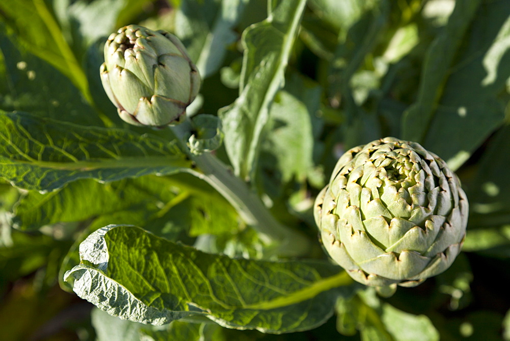 Artichoke, harvest, agriculture, lowlands Es Pla, near Sa Pobla, Mallorca, Spain