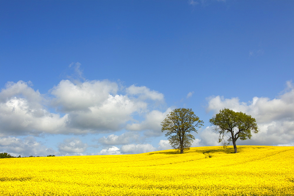 Rape field in the sunlight, nature park Holsteinische Schweiz, Baltic Sea, Schleswig-Holstein, Germany, Europe