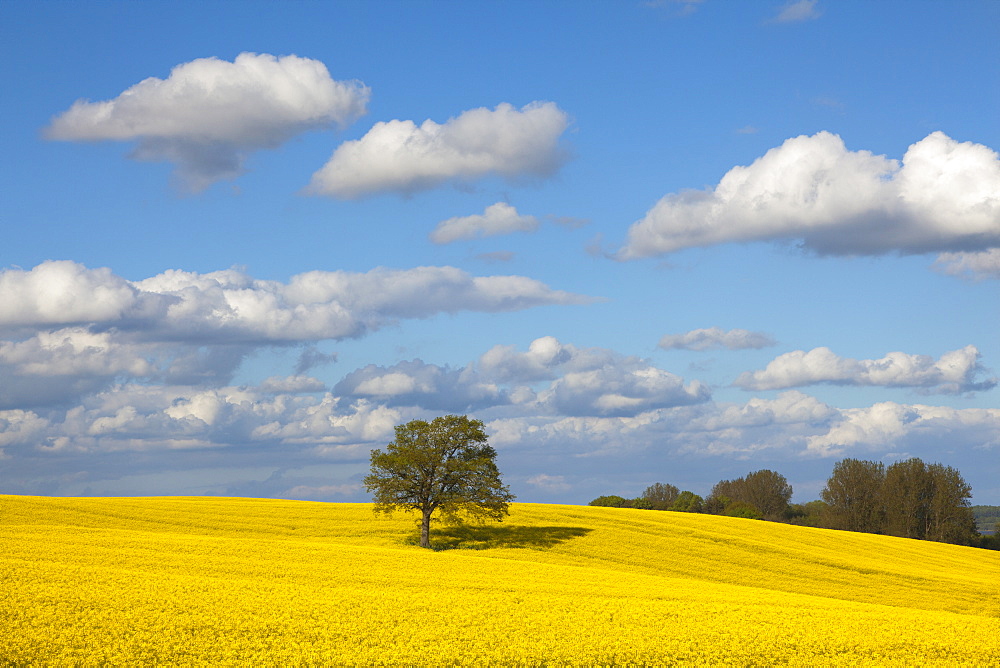 Oak in rape field, Baltic Sea, Schleswig-Holstein, Germany, Europe