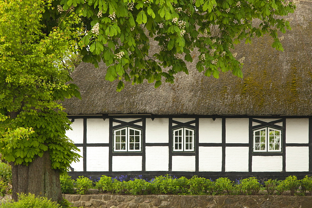 Horse chestnut in front of a half timbered house with thatched roof, Sieseby, Baltic Sea, Schleswig-Holstein, Germany, Europe