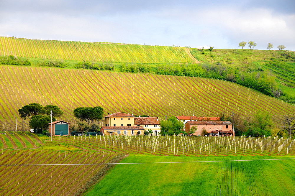 Winery near Dozza near Imola, Emilia-Romagna, Italy