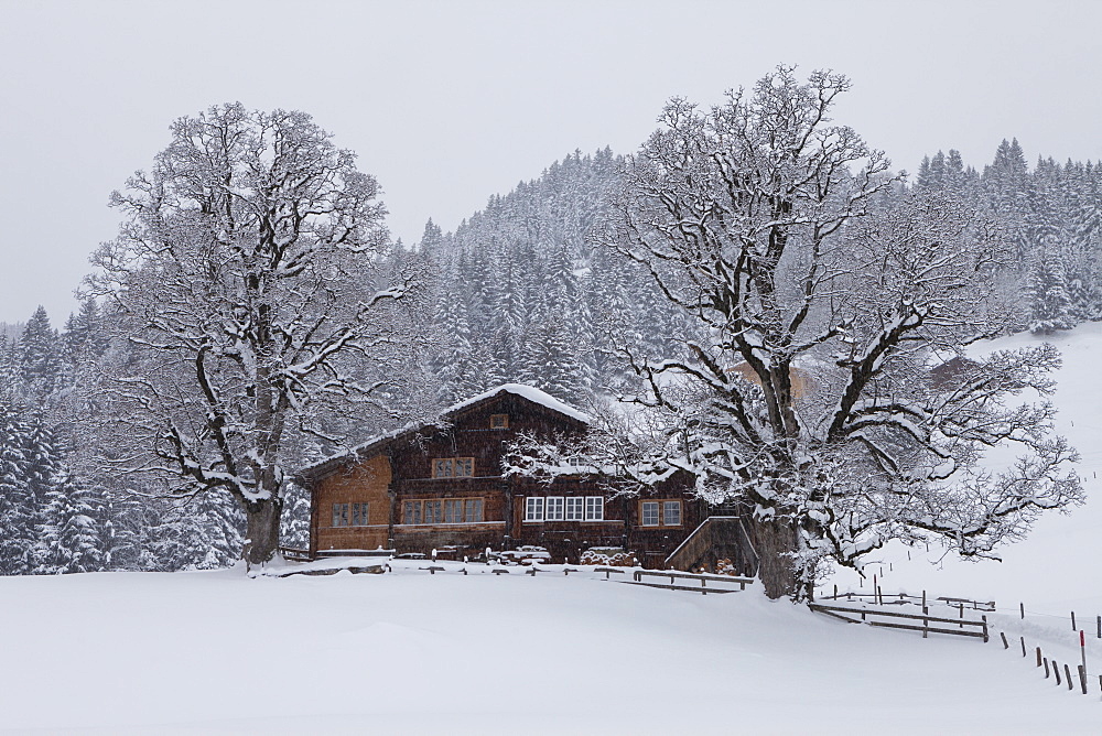 Alpine farmhouse with two large trees at Blattmad above Grindelwald, Jungfrauregion, Bernese Oberland, Canton Bern, Switzerland, Europe