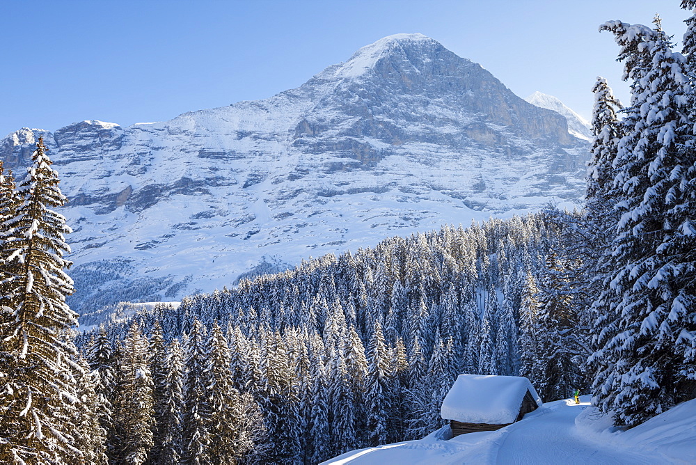 Snowshoe Trekking with dog and deep snowed in alpine cottage, in the background Eiger North Wall above Grindelwald, Jungfrauregion, Bernese Oberland, Canton Bern, Switzerland, Europe