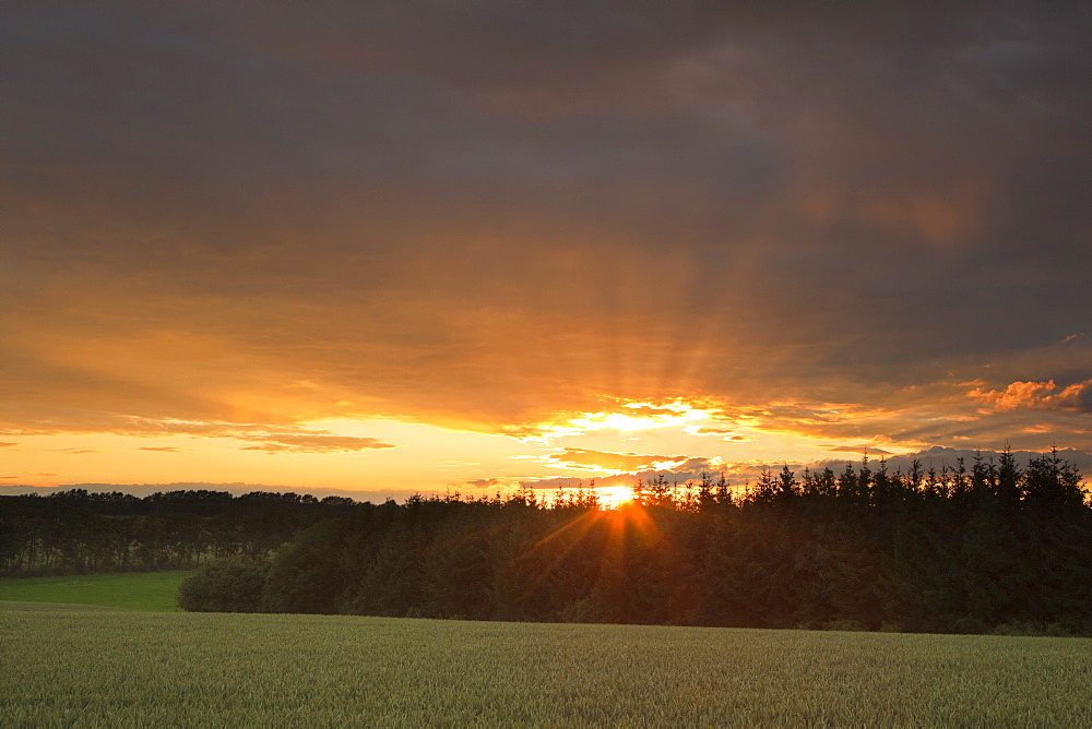 Cornfield at sunset, Harz mountains, Lower Saxony, Germany, Europe