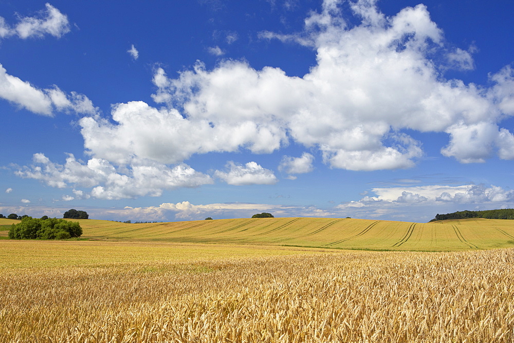 Cornfield under clouded sky, Island of Ruegen, Mecklenburg Western Pomerania, Germany, Europe