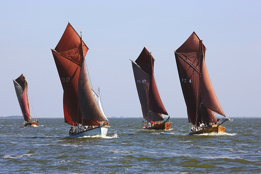 Sailing boats at Saaler Bodden, Fischland Darss Zingst, Mecklenburg Western Pomerania, Germany, Europe