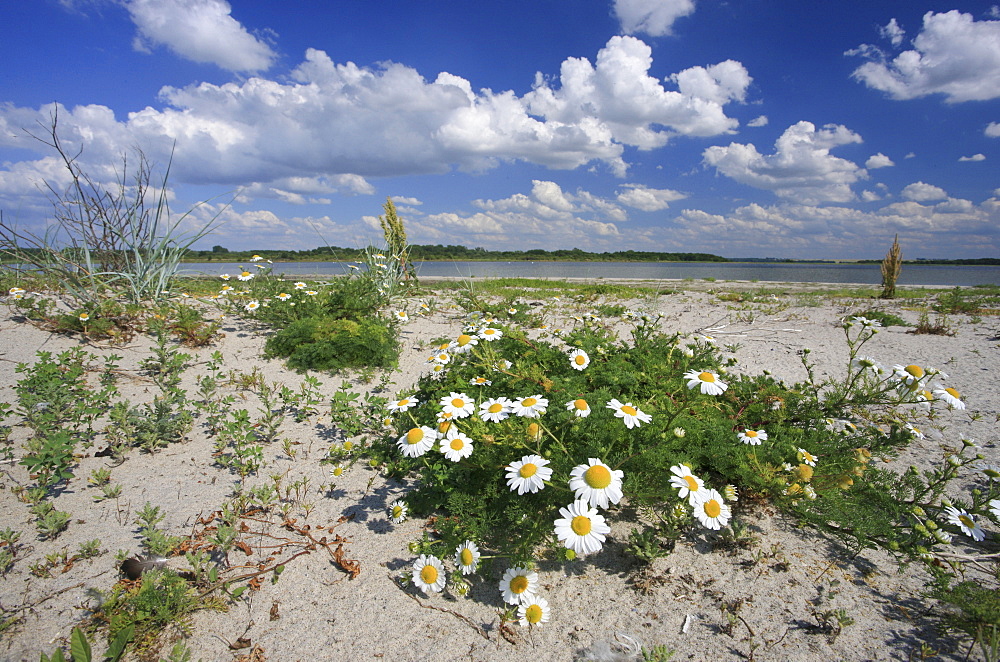 Camomile on the beach of Wustrow peninsula, Salzhaff, Mecklenburg Western Pomerania, Germany, Europe