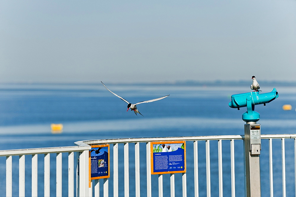 At the Eider Barrage, Nordsee, Schleswig-Holstein, Germany