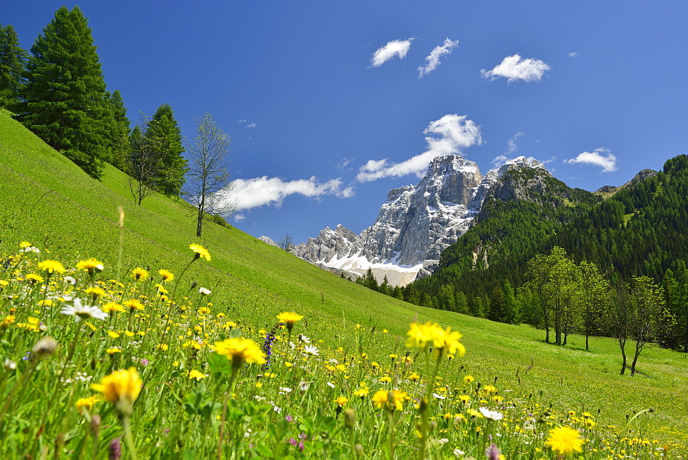 Flowering meadow in front of Monte Pelmo, Dolomites, UNESCO world heritage site Dolomites, Venetia, Italy