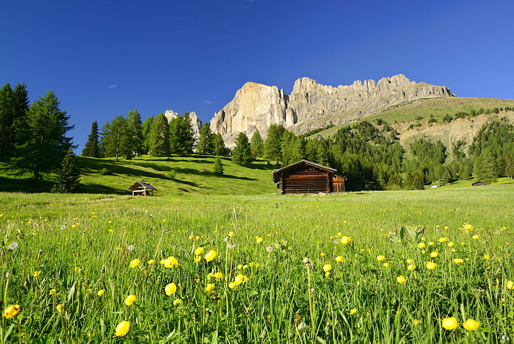 Flowering meadow and hay barns in front of Rotwand, Rosengarten range, Dolomites, UNESCO world heritage site Dolomites, South Tyrol, Italy