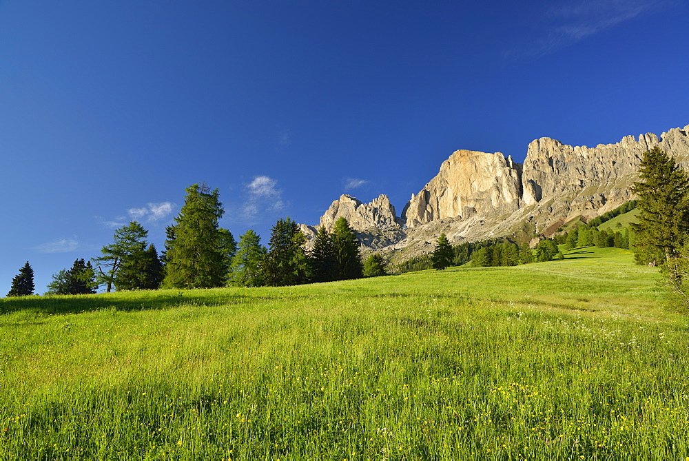 Flowering meadow in front of Rotwand, Rosengarten range, Dolomites, UNESCO world heritage site Dolomites, South Tyrol, Italy