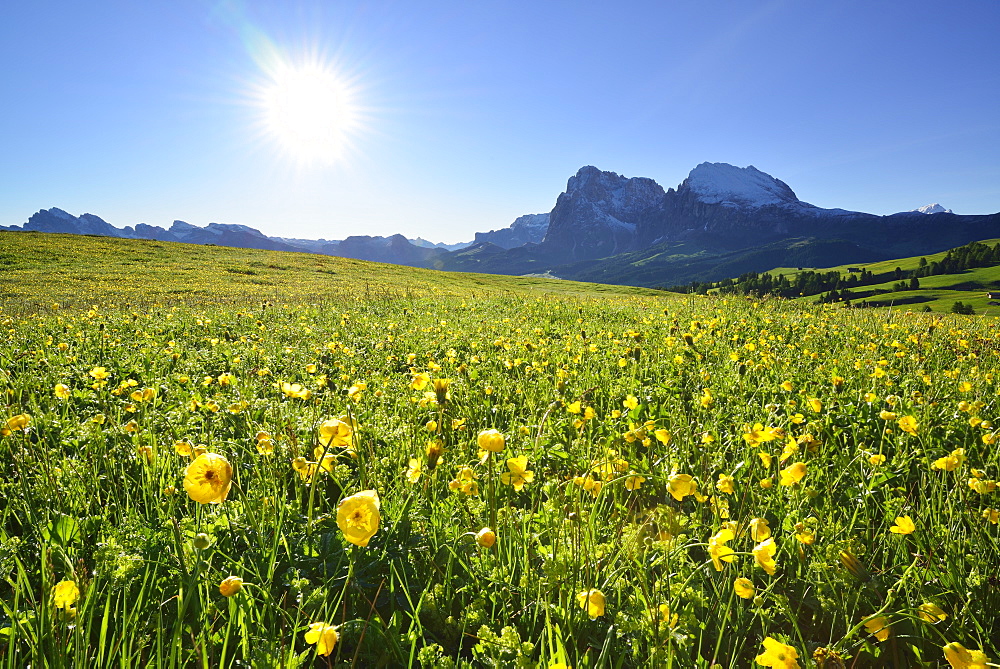 Flowering meadow with buttercups in front of Langkofel and Plattkofel, Seiseralm, Dolomites, UNESCO world heritage site Dolomites, South Tyrol, Italy