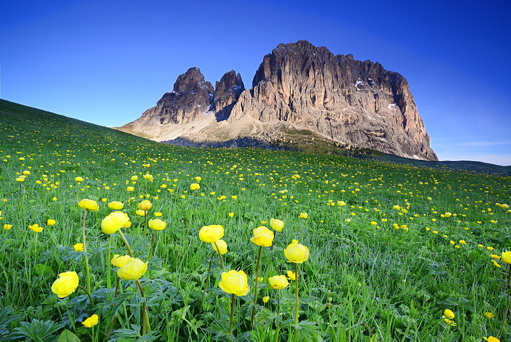 Flowering meadow with globeflowers in front of Langkofel, Langkofel, Dolomites, UNESCO world heritage site Dolomites, South Tyrol, Italy