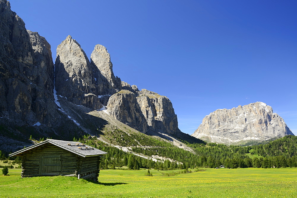 Alpine meadow with hay barn in front of Sella range and Langkofel, Sella, Dolomites, UNESCO world heritage site Dolomites, South Tyrol, Italy