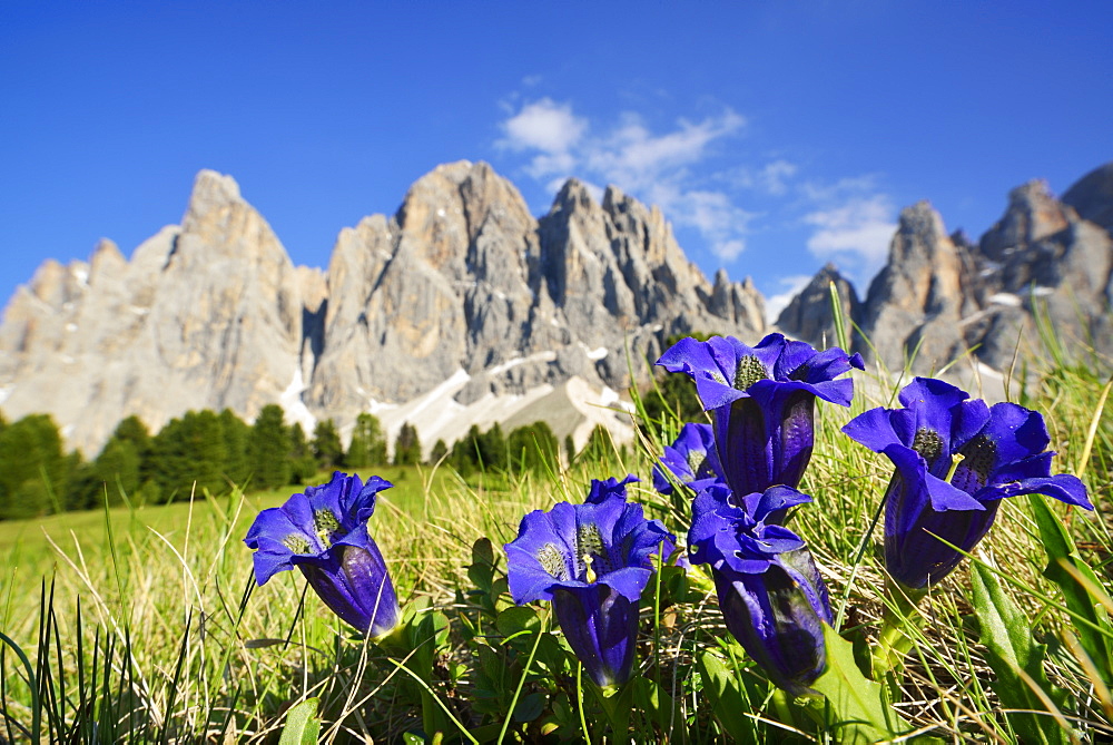 Alpine Gentians in front of Geisler, Gentiana alpina, Geisler range, Geisler, Dolomites, UNESCO world heritage site Dolomites, South Tyrol, Italy