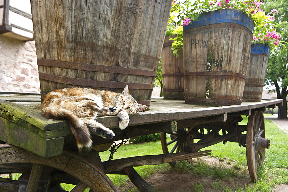 Sleeping cat lying next to old wine barrels, Riquewihr, Alsace, France