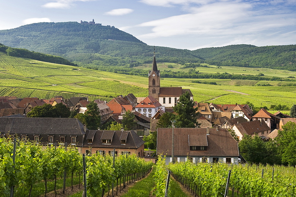 The town of Rodern with vineyards, Chateau du Haut-Koenigsbourg in the background, Alsace, France