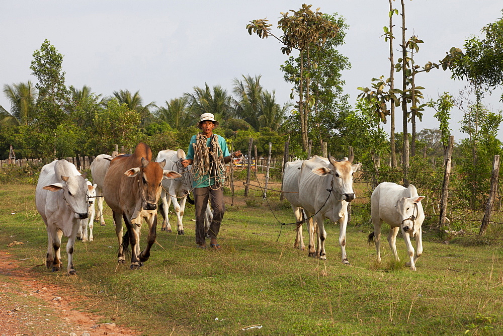 Farmer with cattles in the Kampot province, Cambodia, Asia