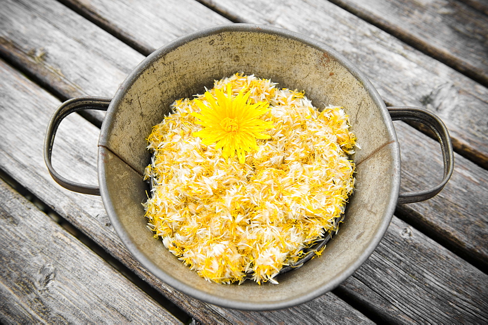 Common dandelion flowers in a bucket, dried flowers, Homemade