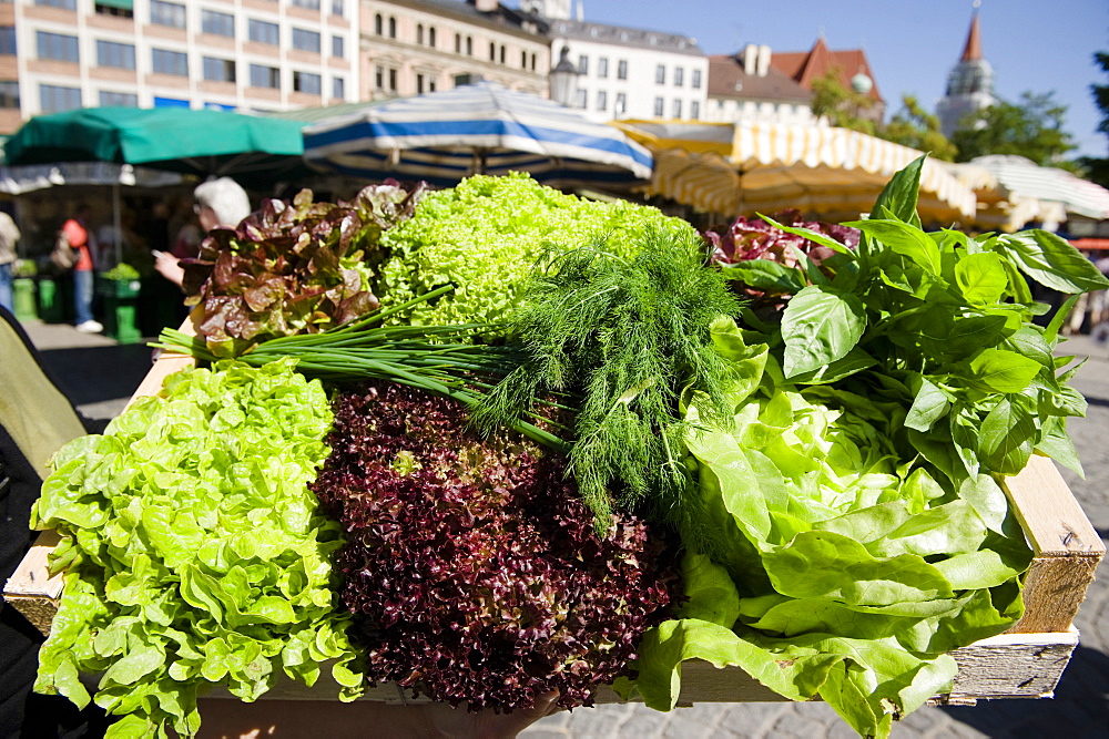 Salad, shopping at the market, Viktualienmarkt, Munich, Bavaria, Germany