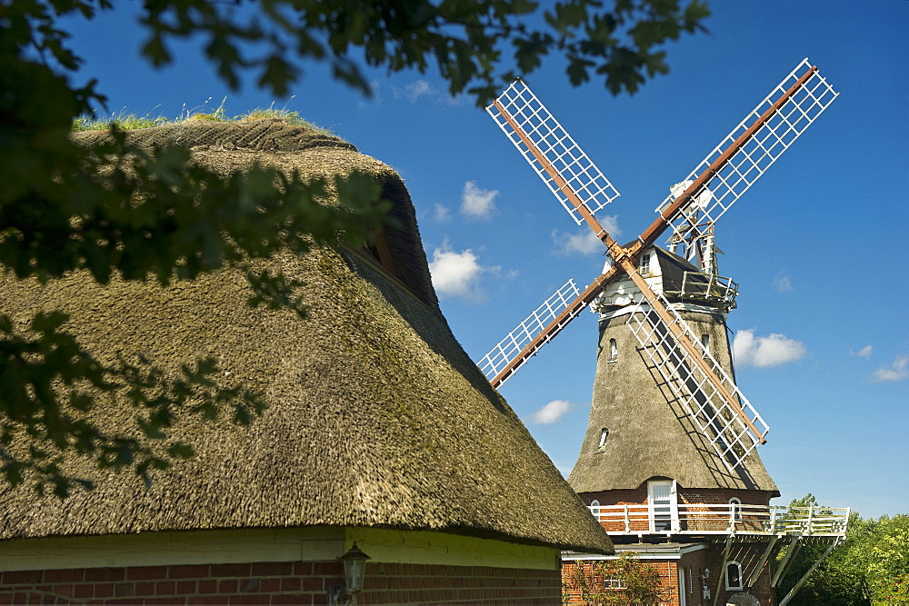 Thatched house and historic windmill, Wrixum, Foehr, North Frisian Islands, Schleswig-Holstein, Germany, Europe